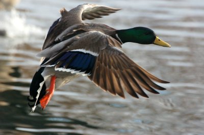 Mallard