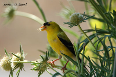 Goldfinch