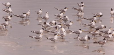 Seagulls 3.jpg