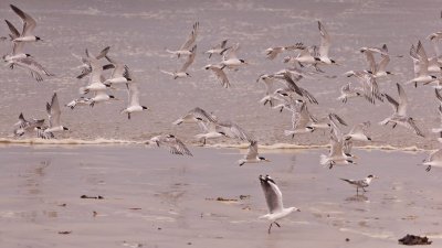 Seagulls 2.jpg