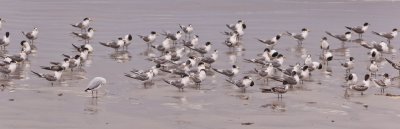 Seagulls 4.jpg