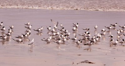 Seagulls 5.jpg
