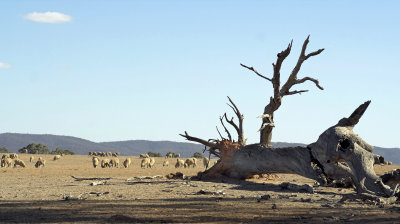 Australian drought.jpg