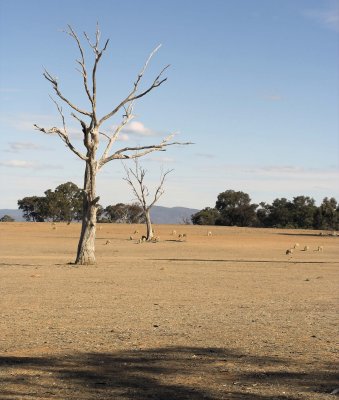 Drought in Victoria  2007 Australia.jpg