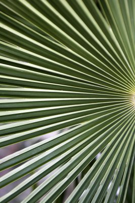 Palm leaf fan.jpg