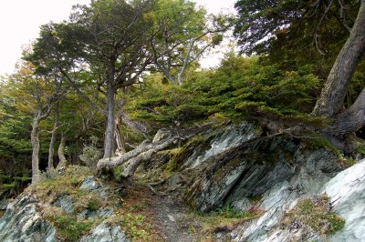 Landscape - Tierra del Fuego National Park.jpg