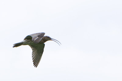 Curlew