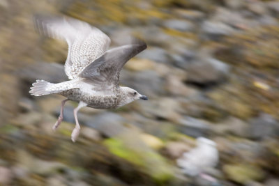 Seagull in flight