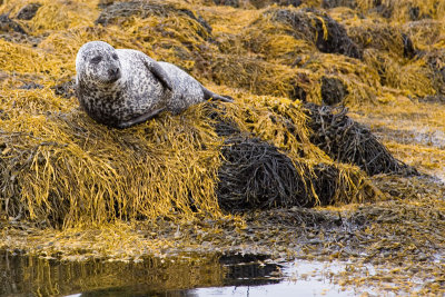 Basking Seal