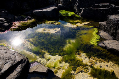 Rock Pool