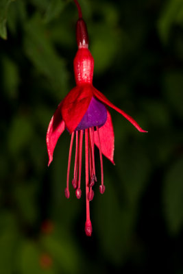 Fuchsia