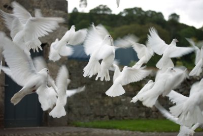 Doves at Ardchattan Priory