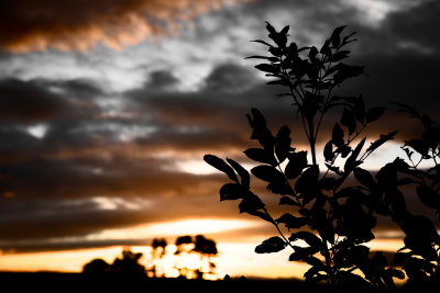 20070904 - Sunset in Black, White and Orange