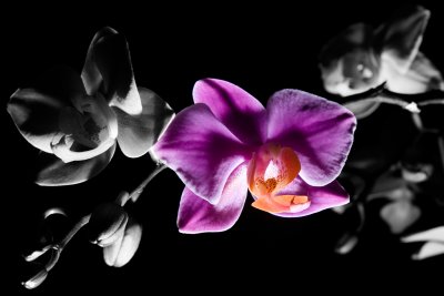 20070907 - Night Orchid