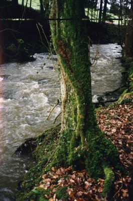 tree at snake-river