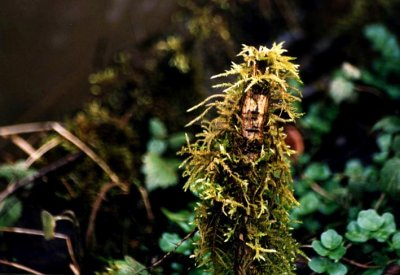 herb woman