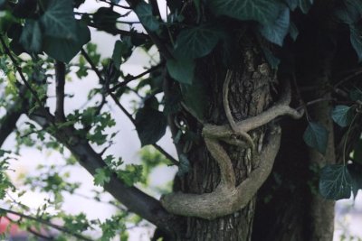 snake-woman around tree