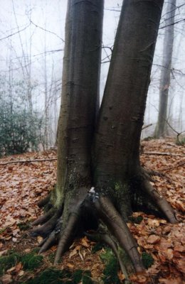 siamese tree