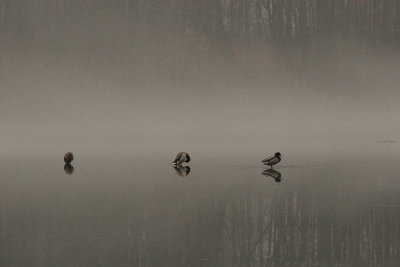 Cold ducks