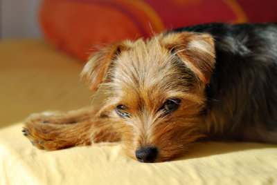 Ronja - mein erster Hund!