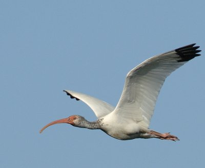 Ibis_9251.jpg