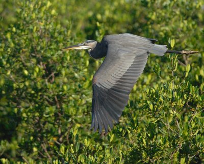 GBH_9210.jpg