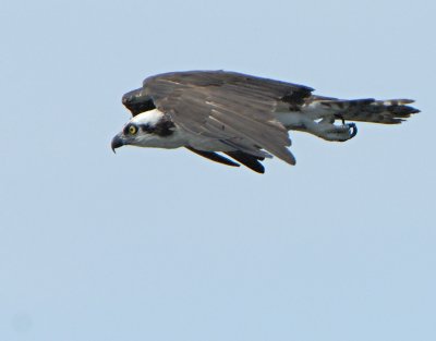 Osprey_9088.jpg