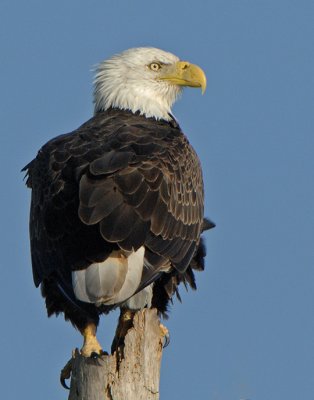 Baldie_9425.jpg