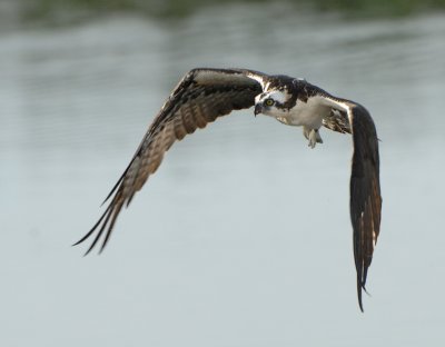Osprey_9610.jpg