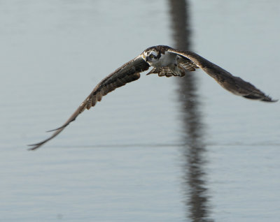 Osprey_9608.jpg
