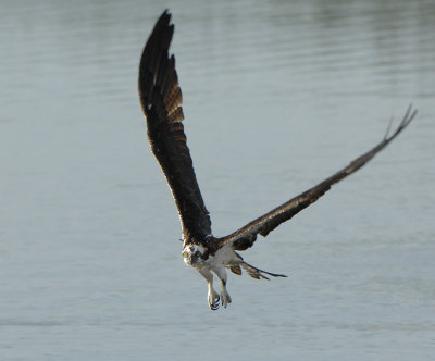 Osprey_9606.jpg