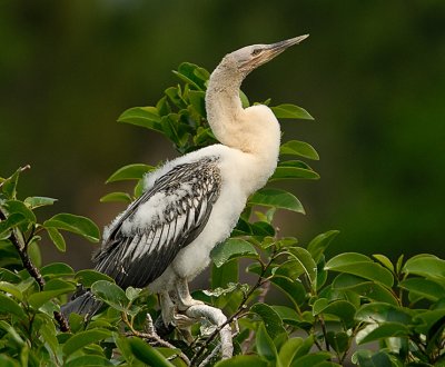 Anhinga-Baby_1101.jpg