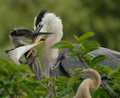 GBH-Babies_1136.jpg