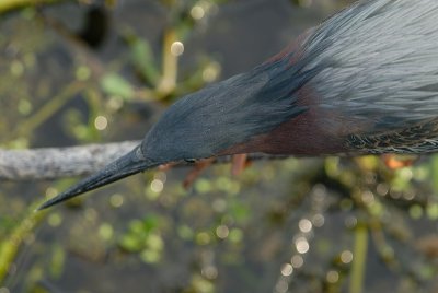 Greenie_1246.jpg