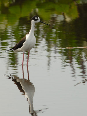 Stilt_1220.jpg
