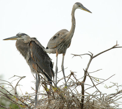 2GBH_1239.jpg