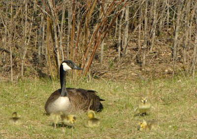 Goose Babies_5565.jpg
