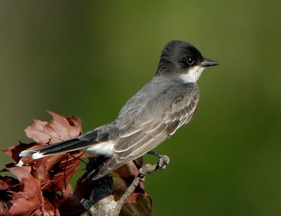 Mystery Bird 2.jpg