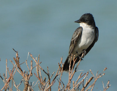 Mystery Bird.jpg