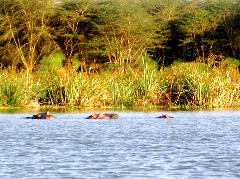 Hippos - Lake Naivasha