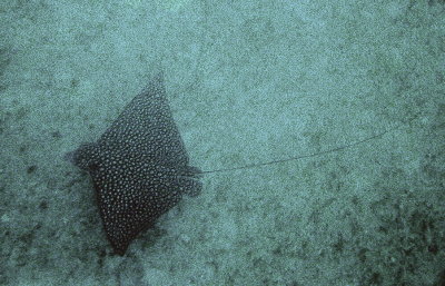 Spotted Eagle Ray