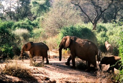 Samburu