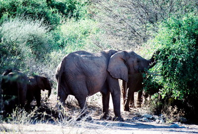 Samburu
