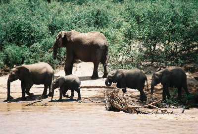 Samburu