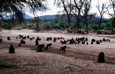 Baboons - Samburu