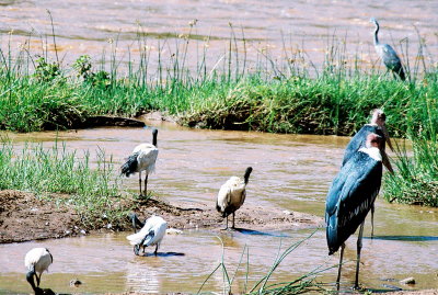 Birds