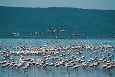 Flamingos - Lake Nukuru
