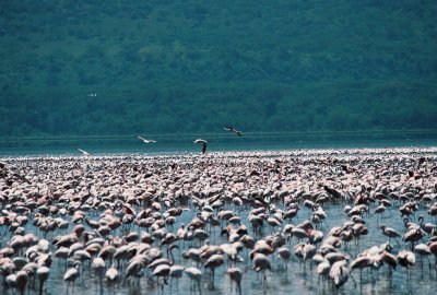 Flamingos - Lake Nukuru