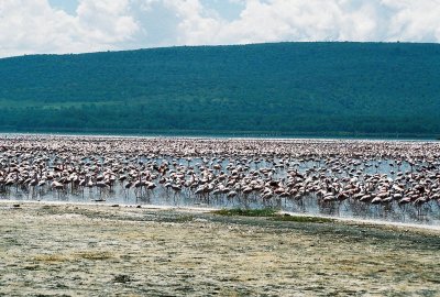 Flamingos - Lake Nukuru