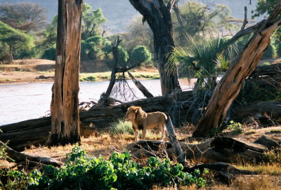 Male Lion - Samburu
